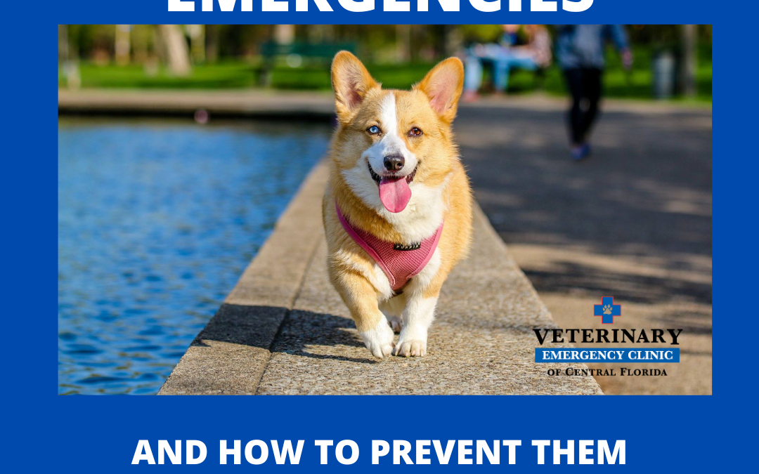 3 Summer Pet Emergencies and How To Prevent Them