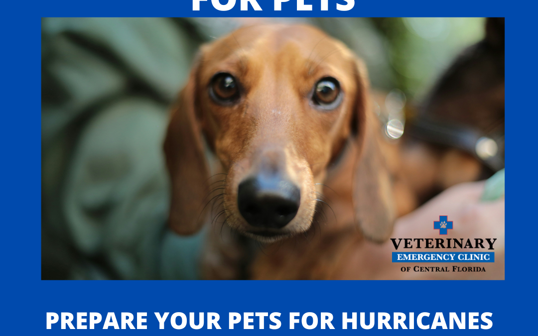 How to Prepare Your Pets for Hurricanes: Tips and Tricks to Ease Your Mind