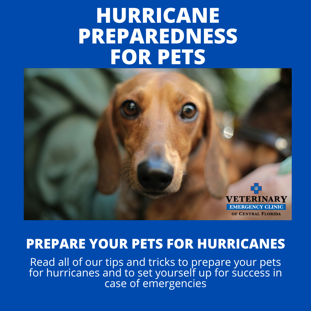 prepare your pets for hurricanes