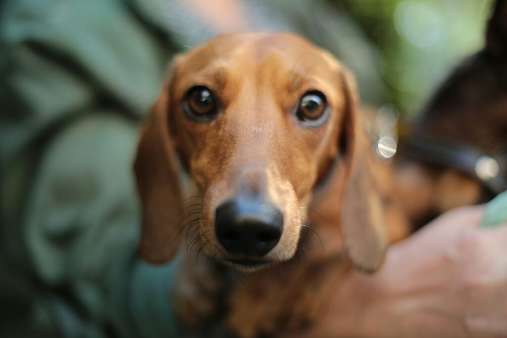 prepare your pets for hurricanes