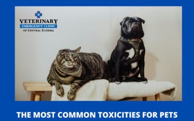 Common Household Toxicities That Can Poison Your Pet