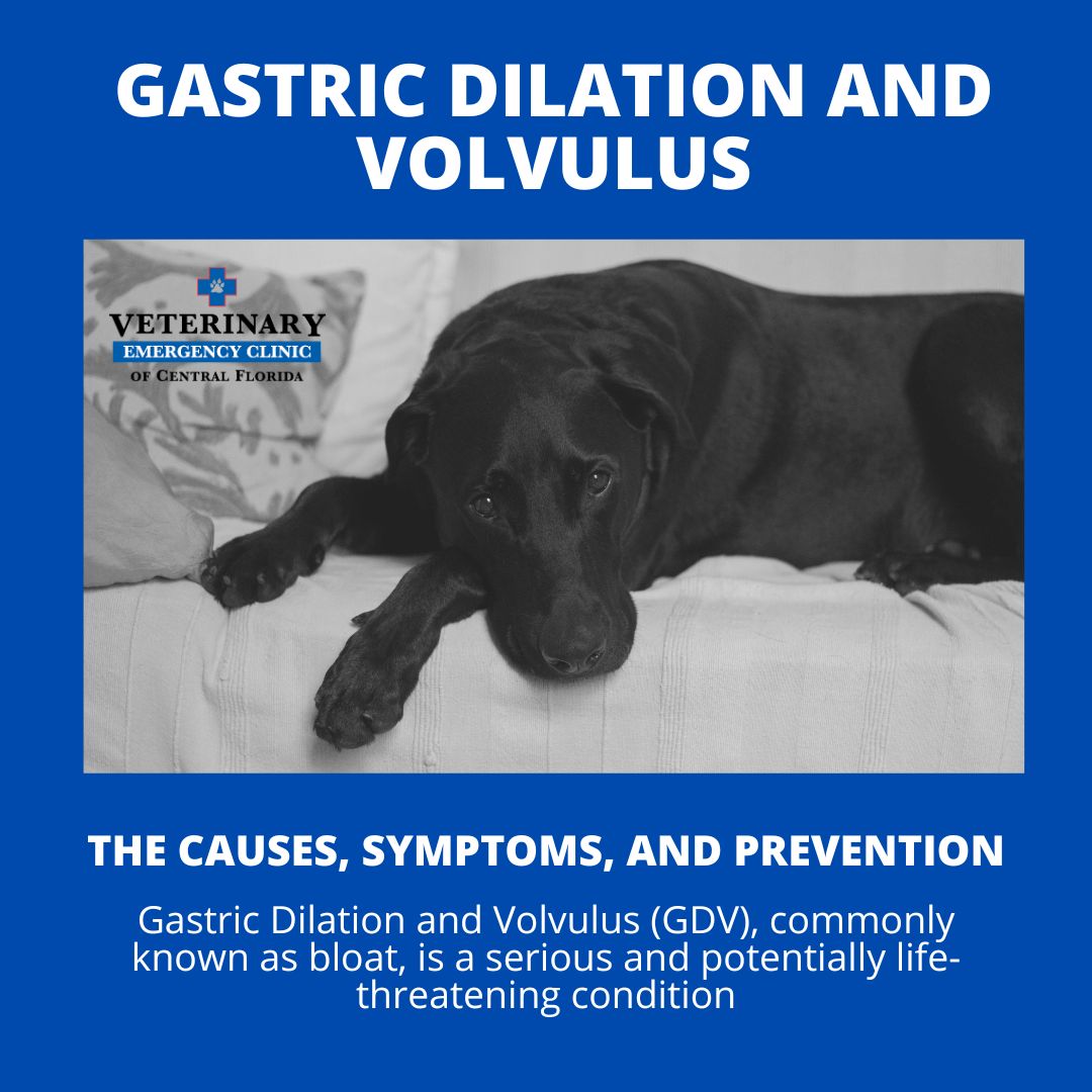 Gastric Dilation and Volvulus