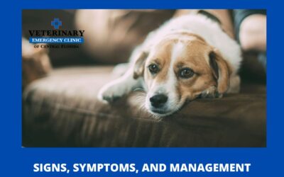 Understanding Diabetes in Pets: Signs, Symptoms, and Care