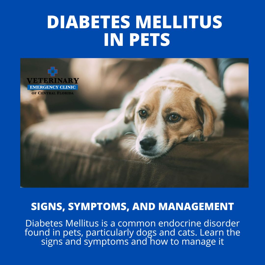 diabetes in pets