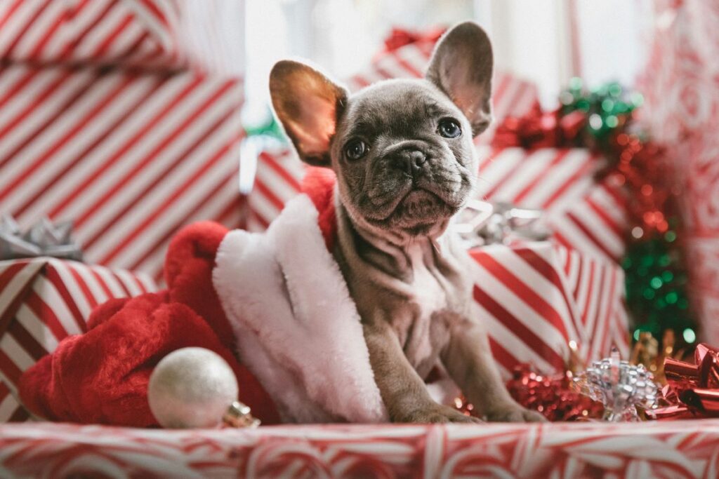 Holiday Pet Safety