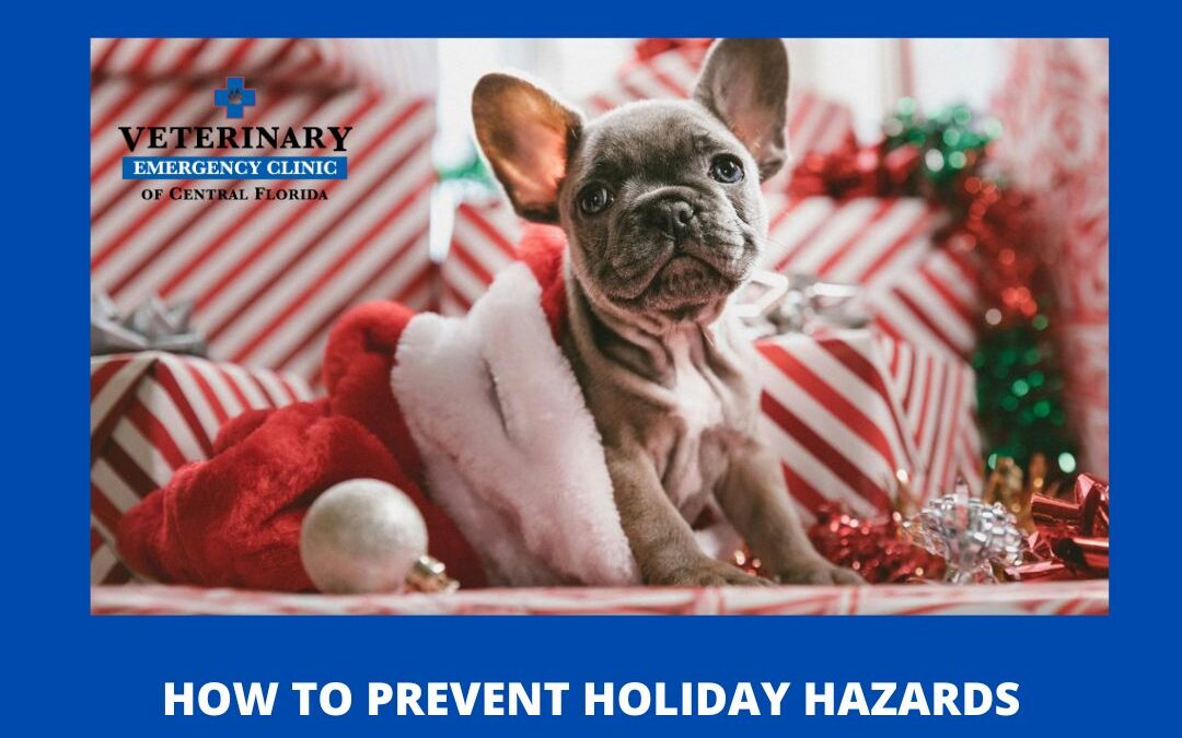 Holiday Pet Safety: Keeping Your Furry Friends Safe During the Festive Season