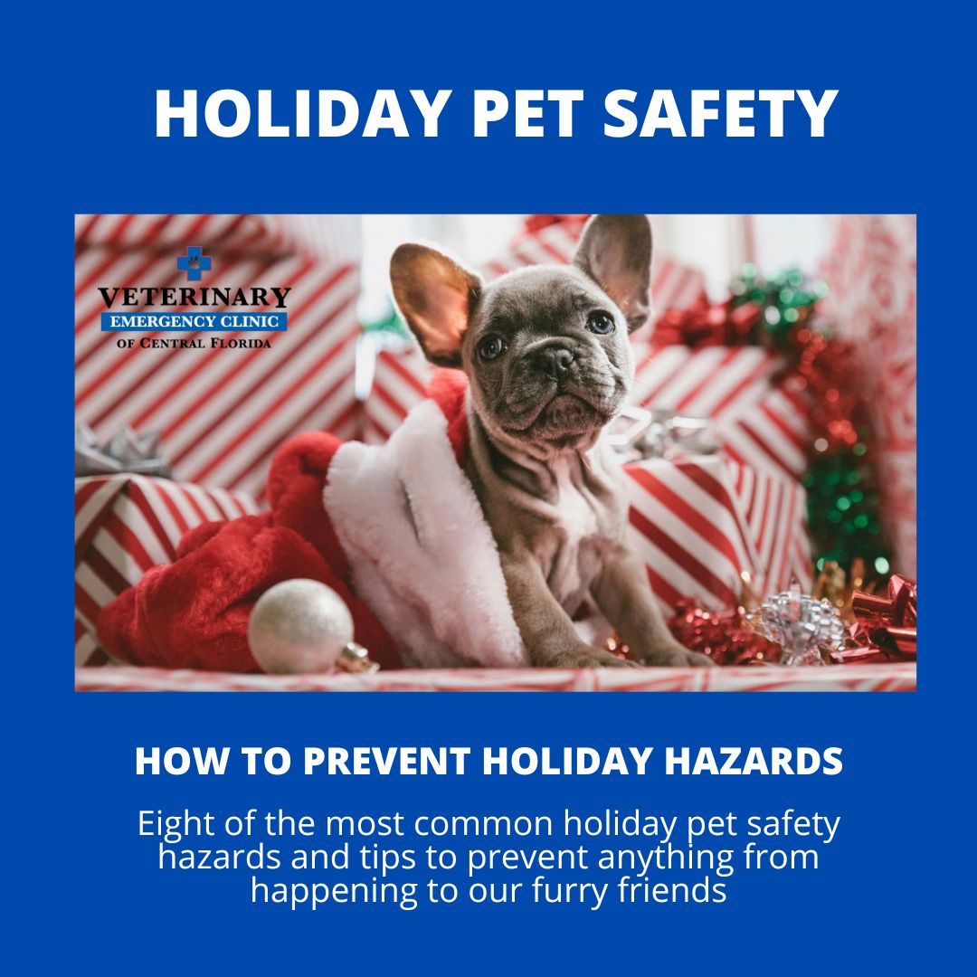 Holiday Pet Safety