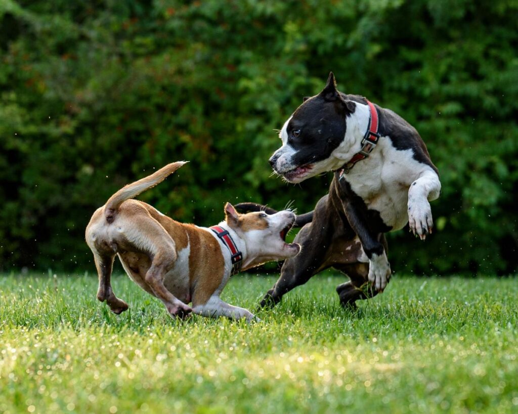 Dog Fighting