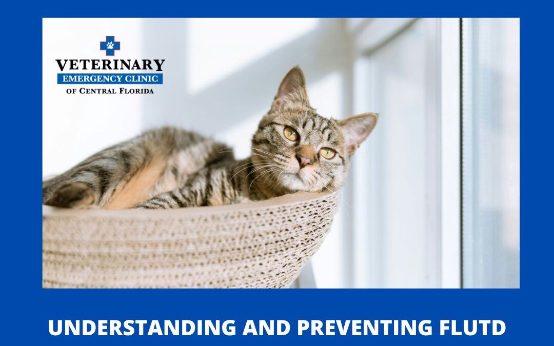 Feline Lower Urinary Tract Disease (FLUTD): Understanding and Addressing Urinary Blockages in Cats