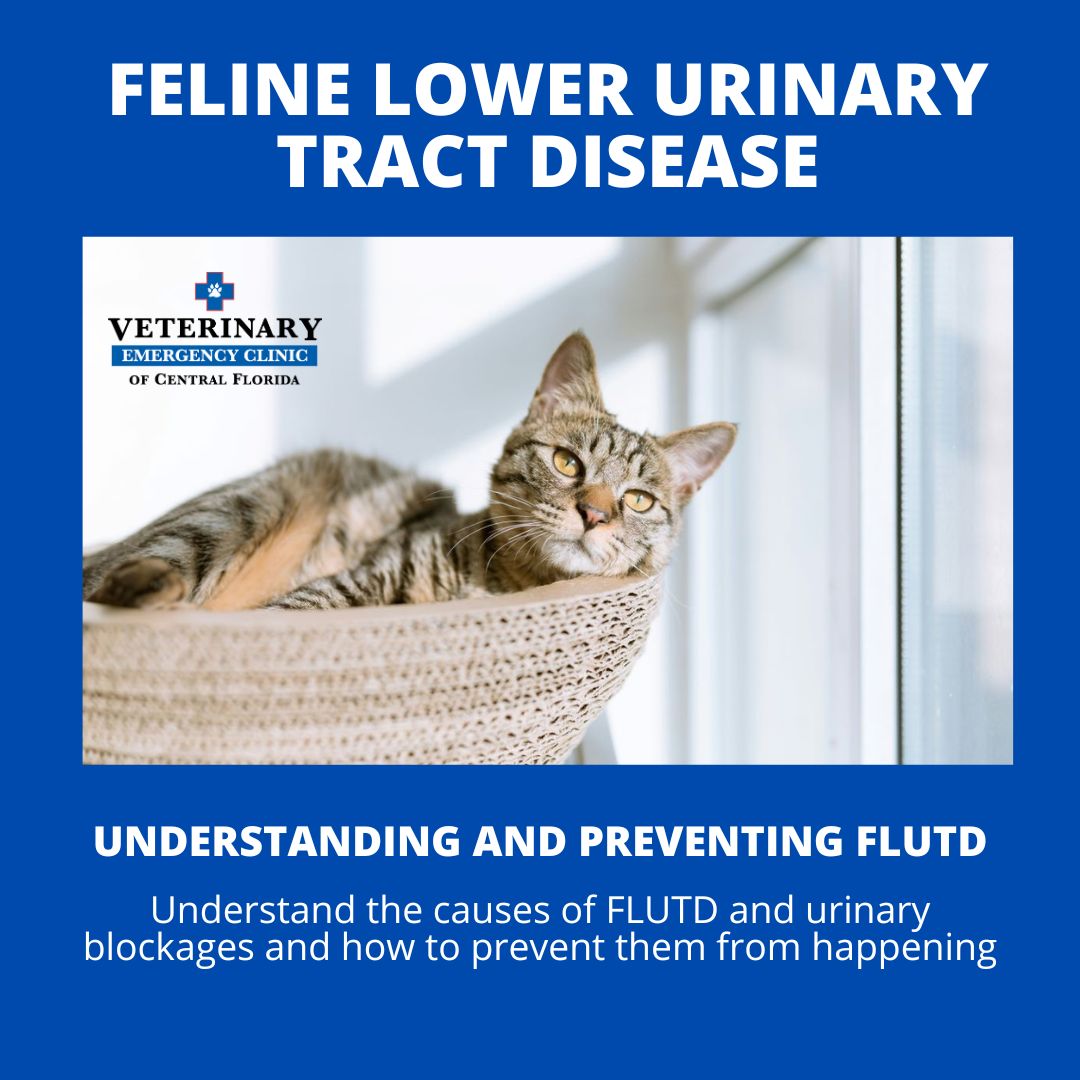 Feline Lower Urinary Tract Disease Featured Image