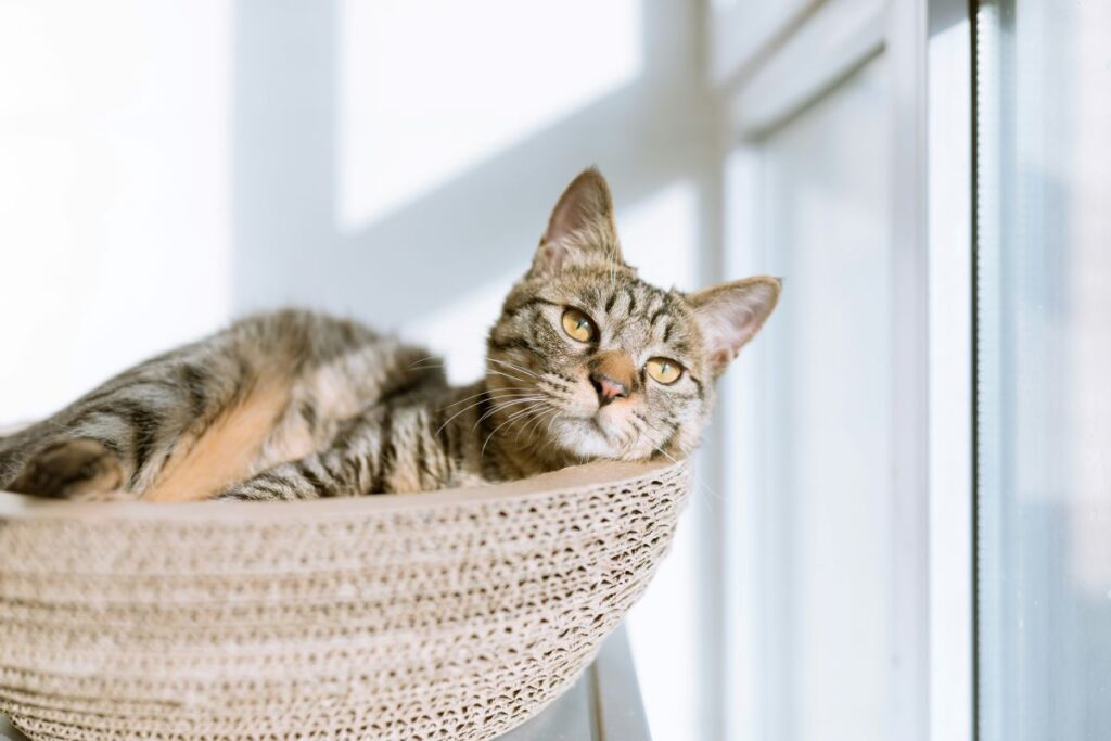 Feline Lower Urinary Tract Disease