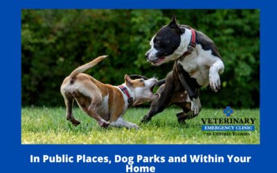 Dog Fights in Public, Dog Parks, and Homes: Helpful Tips Every Dog Owner Should Know