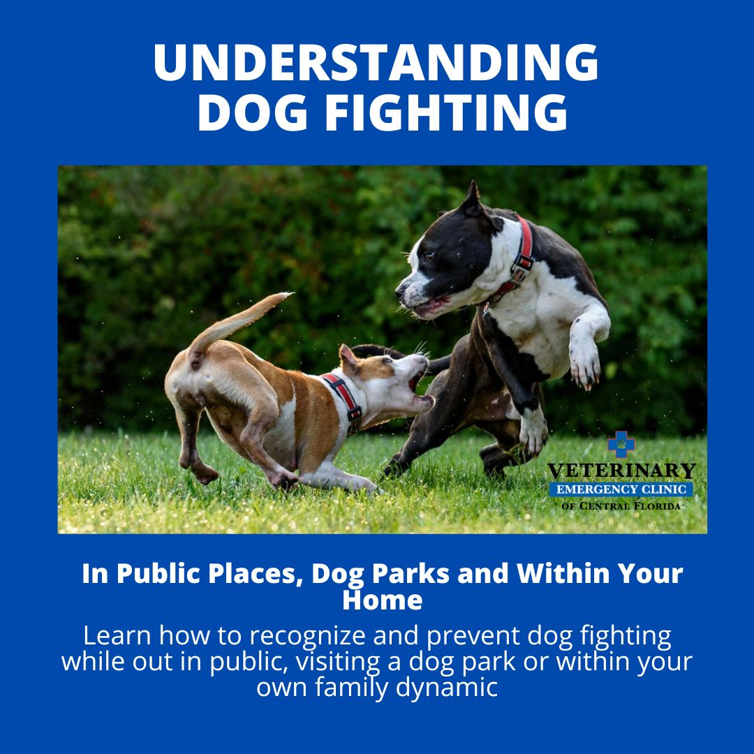 understanding dog fighting