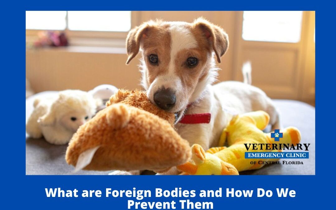 Common Foreign Bodies in Pets