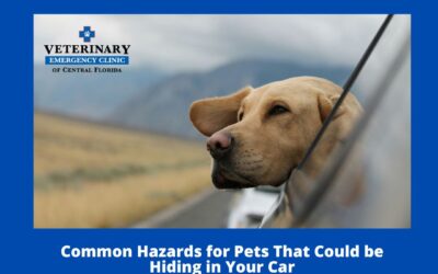 Common Hazards for Pets That Could be Hiding in Your Car