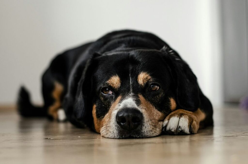 Euthanasia | Knowing when to Euthanize | Sick pet | Saying Goodbye