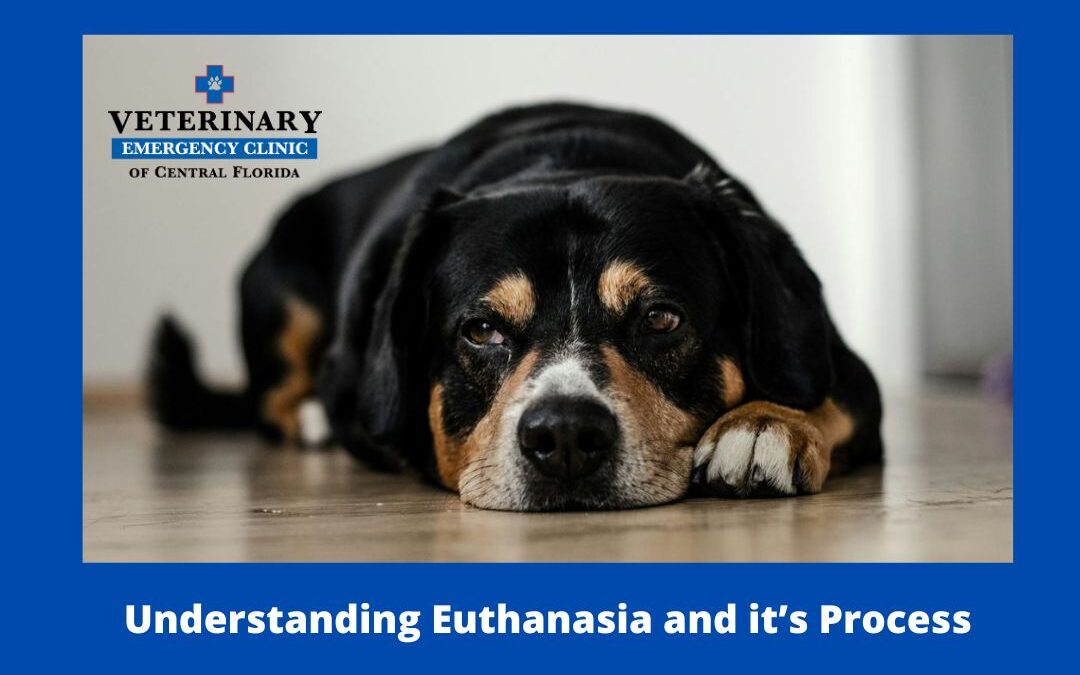 A Gentle Goodbye: Understanding Euthanasia and it’s Process