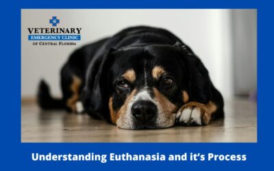 A Gentle Goodbye: Understanding Euthanasia and it’s Process