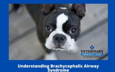 Brachycephalic Airway Syndrome: The Hidden Struggle of Flat-Faced Dogs