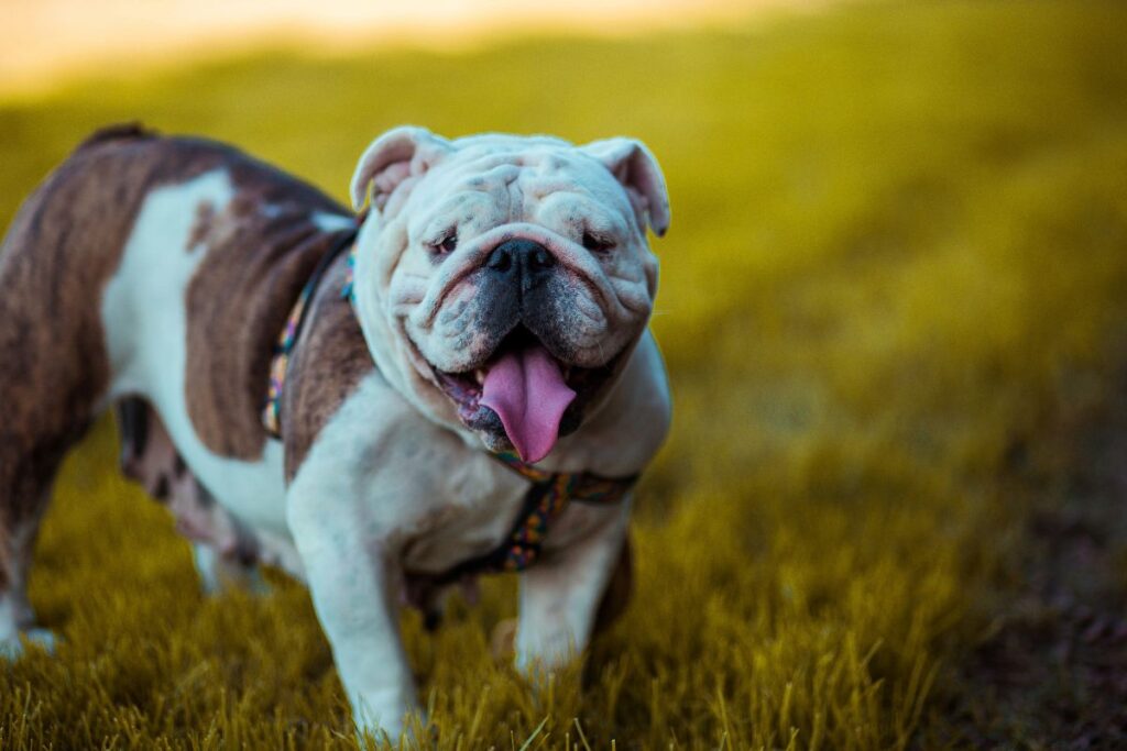 Brachycephalic Airway Syndrome | Florida Vet | Florida Emergency vet | Vet clinic | Emergency Vet Clinic | Bull dog