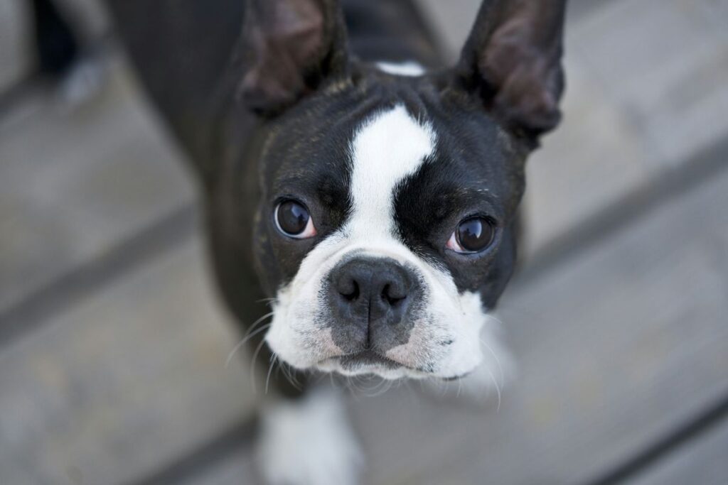 Brachycephalic Airway Syndrome | Florida Vet | Florida vet clinic | Emergency vet clinic