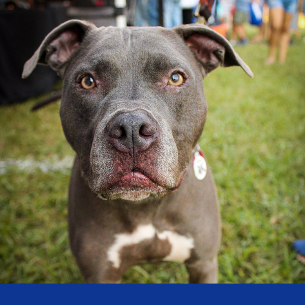 vet looking at blood vial with dog nearby