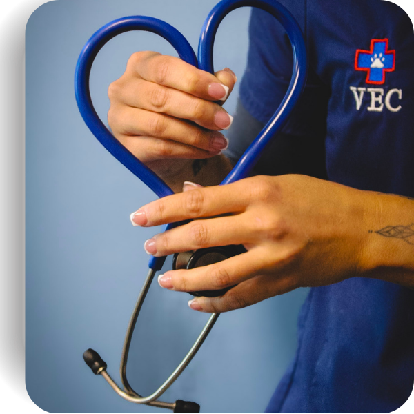 Vet listening to cat's heartbeat