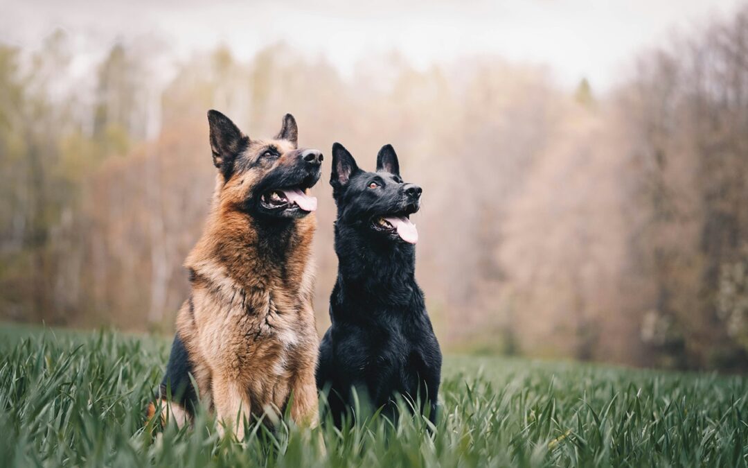 Celebrating K9 Veterans Day: Honoring the Dogs Who Served