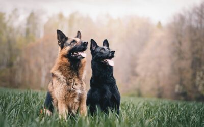 Celebrating K9 Veterans Day: Honoring the Dogs Who Served