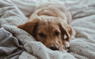 Respiratory Distress in Cats and Dogs: Recognizing a Life-Threatening Emergency