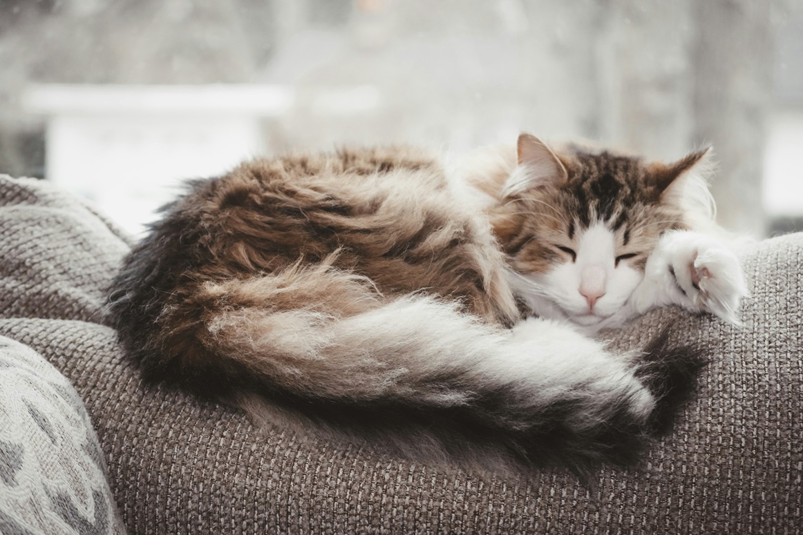 a cat showing signs of Respiratory Distress in Pets