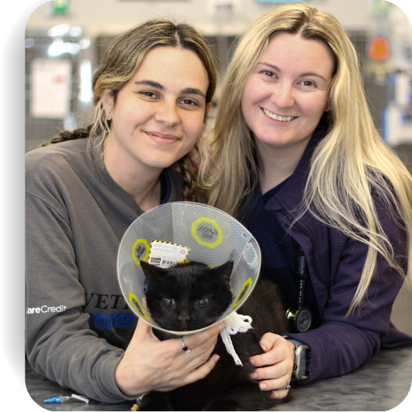 Vet working with a dog