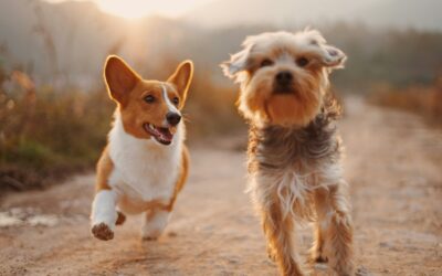 Heartworm Prevention for Dogs and Cats: What Every Central Florida Pet Owner Needs to Know