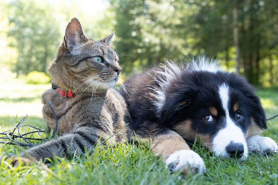 cats and dogs who have heartworm prevention medication