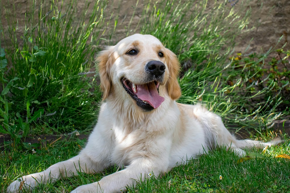 a photo of a happy healthy dog