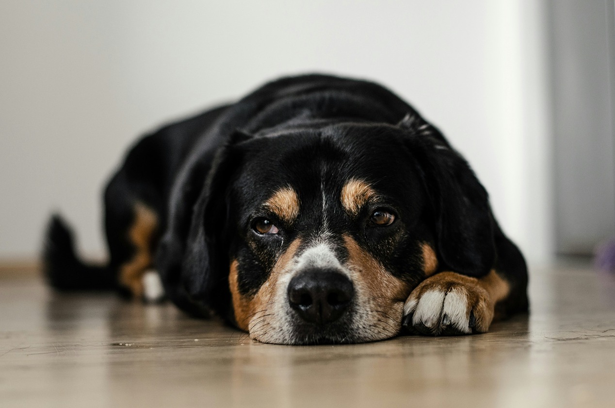 a photo of a sick dog laying on the floor