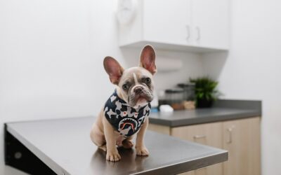 Canine Parvovirus: Symptoms, Treatment, and Prevention for Dogs