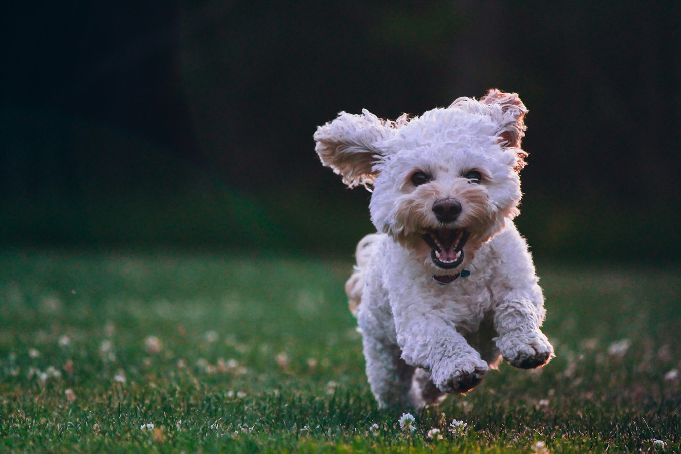 spaying and neutering dogs of this breed