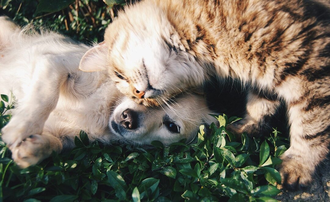 Spaying and Neutering: Why It’s an Important Part of Your Pet’s Long-Term Health