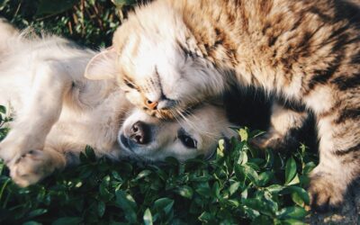 Spaying and Neutering: Why It’s an Important Part of Your Pet’s Long-Term Health