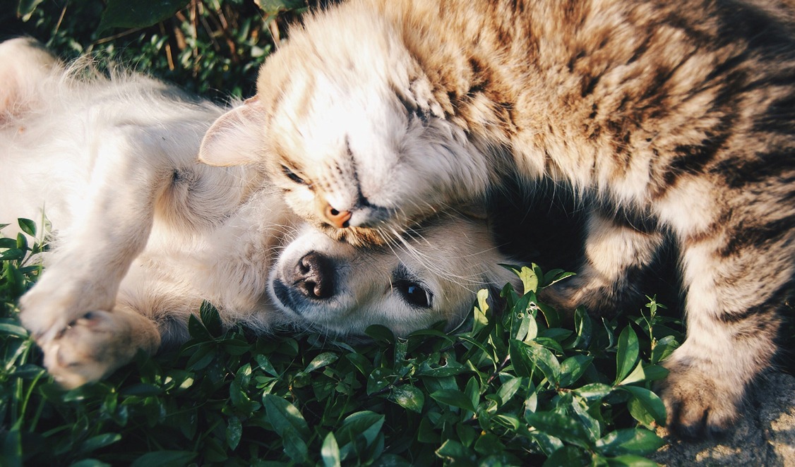 a photo of spaying and neutering dogs and cats