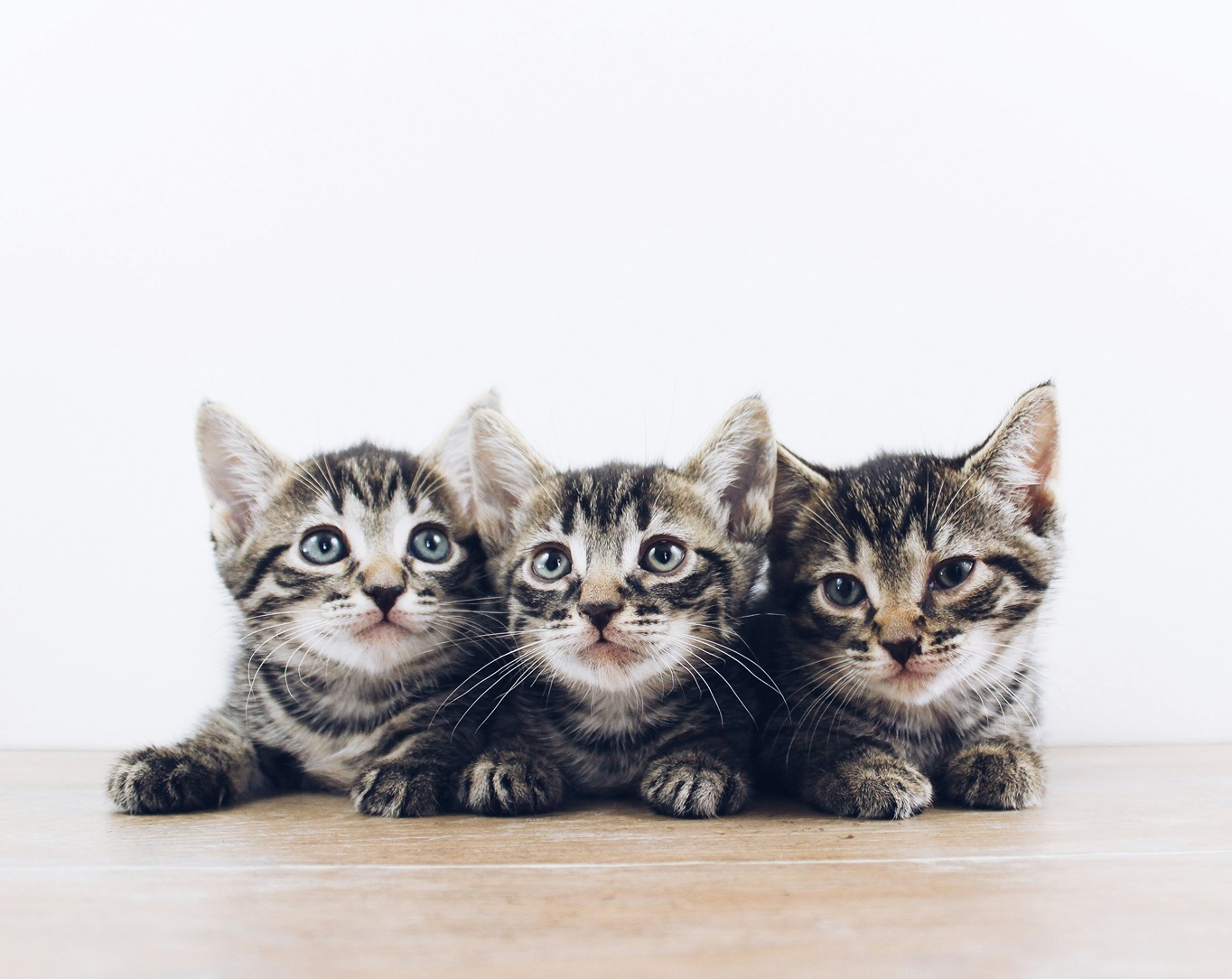 spaying and neutering kittens like this