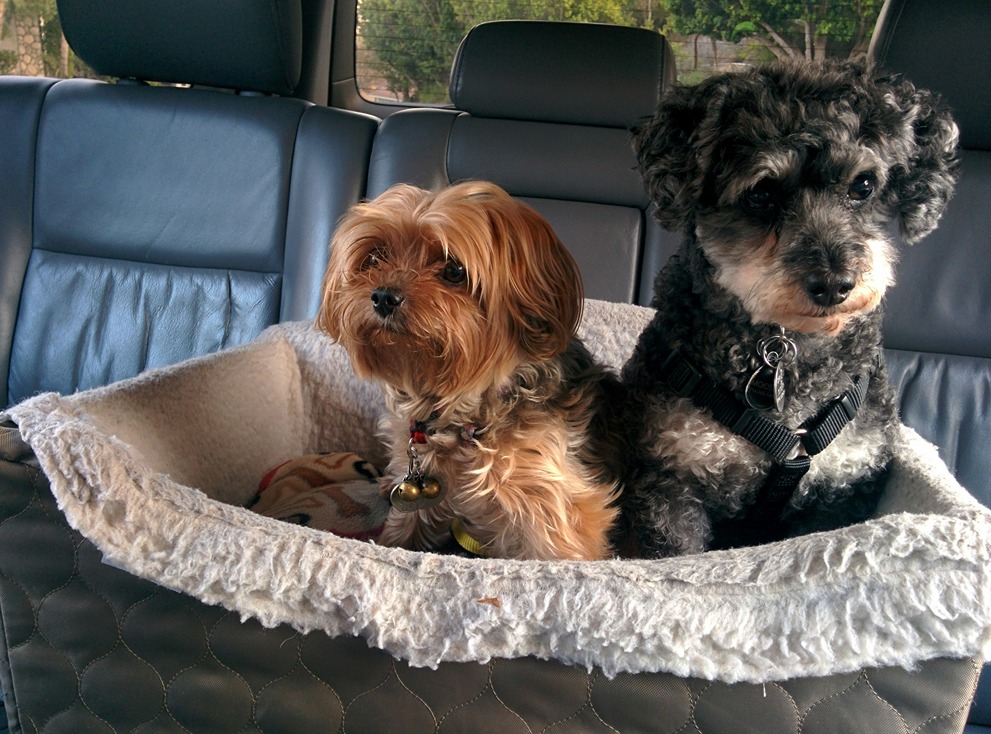 Dogs safely in car traveling