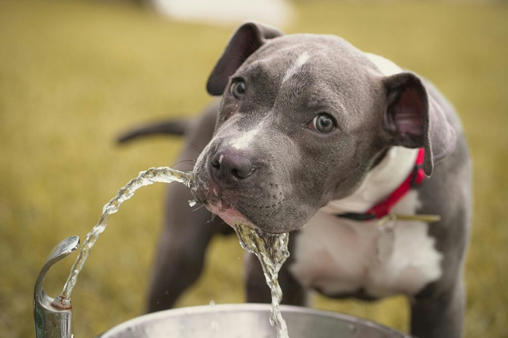 Dog drinking water during the summer