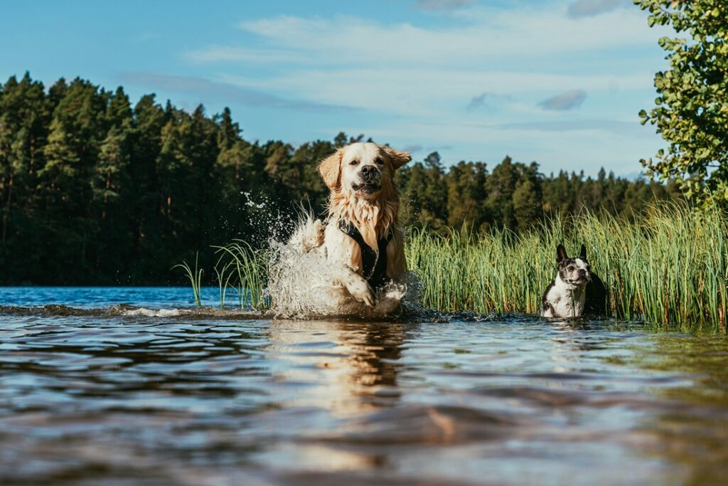 Summer pet safety, dogs playing in water wearing life vest