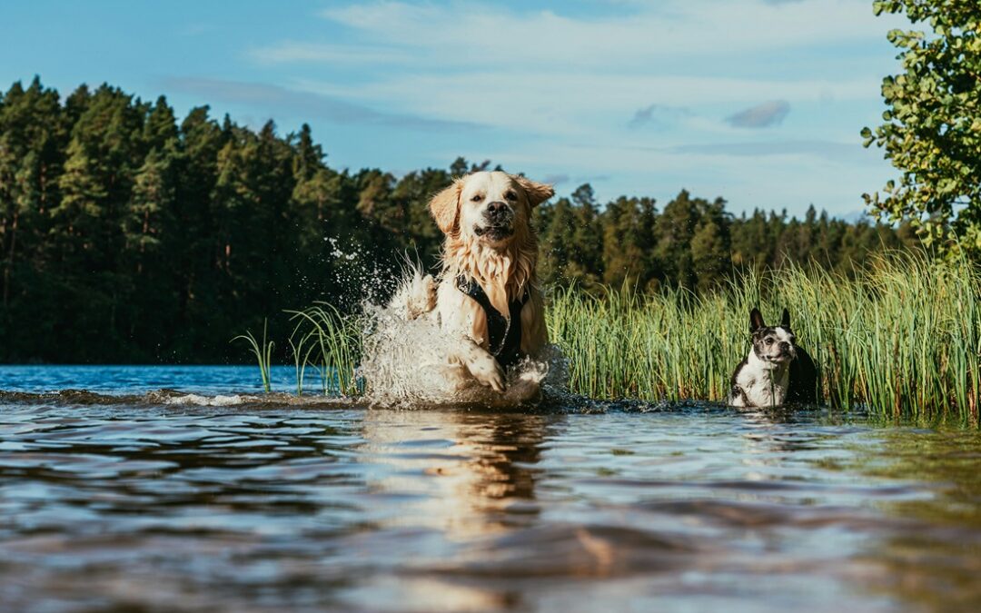 Summer Pet Safety: Water and Travel Safety Tips for Pets