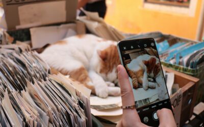 Lost Pet Scams: How to Spot Fake Messages, AI Photos and Payment Demands
