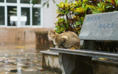Pet Hurricane Preparedness: How to Protect Your Pets During Hurricane Season